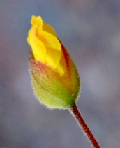 Helianthemum scoparium
