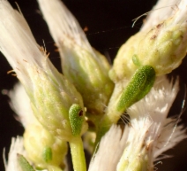 Baccharis pilularis ssp. consanguinea
