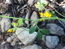 Acmispon junceus var. biolettii