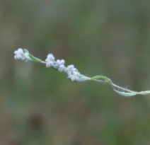 Micropus californicus