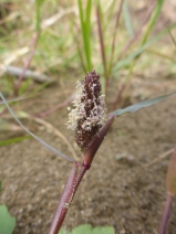 Sporobolus schoenoides
