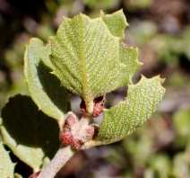 Ceanothus perplexans