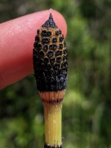 Equisetum hyemale ssp. affine