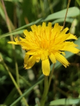 Leontodon saxatilis ssp. saxatilis