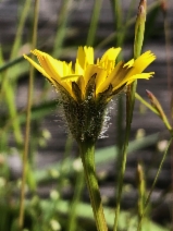 Leontodon saxatilis ssp. saxatilis