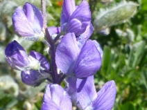 Lupinus polyphyllus var. burkei