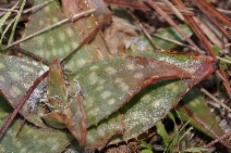 Aloe maculata