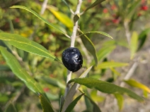 Olea europaea