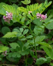 Hosackia rosea