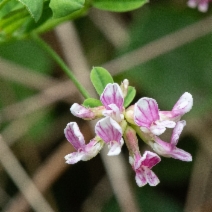 Hosackia rosea