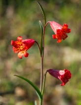 Fritillaria recurva