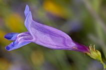 Penstemon heterophyllus var. heterophyllus