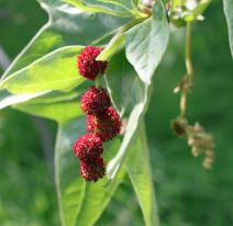 Platanus racemosa