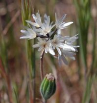 Achyrachaena mollis