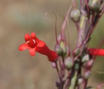 Penstemon centranthifolius