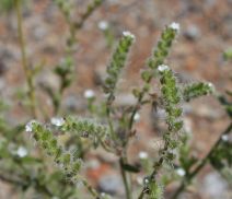 Cryptantha microstachys
