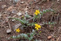Balsamorhiza sericea