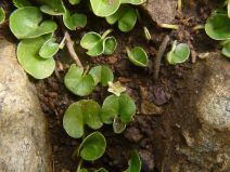 Dichondra donelliana