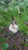 Arctostaphylos patula ssp. gankinii