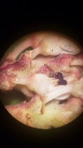 Arctostaphylos patula ssp. gankinii