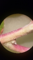 Arctostaphylos patula ssp. gankinii