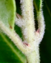 Arctostaphylos crustacea ssp. insulicola