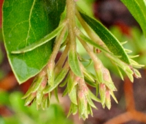 Arctostaphylos crustacea ssp. insulicola