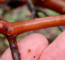 Arctostaphylos crustacea ssp. subcordata
