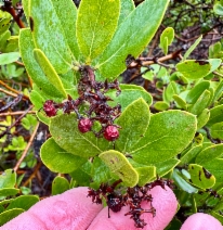 Arctostaphylos crustacea ssp. subcordata