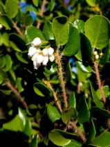 Arctostaphylos sensitiva