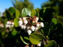 Arctostaphylos sensitiva
