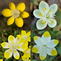 Platystemon californicus