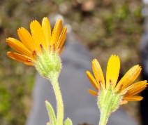 Calendula arvensis