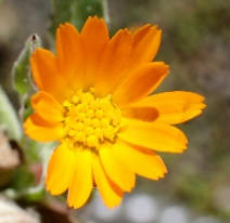 Calendula arvensis