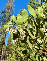 Arctostaphylos manzanita ssp. elegans
