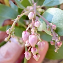 Arctostaphylos manzanita ssp. elegans