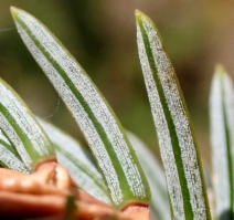 Picea sitchensis