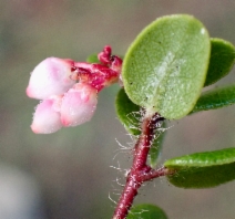 Arctostaphylos nummularia ssp. nummularia