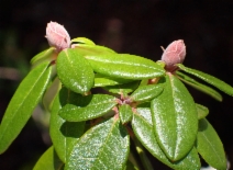 Rhododendron columbianum