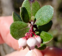 Arctostaphylos nummularia