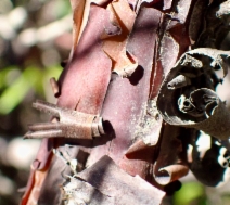 Arctostaphylos nummularia ssp. mendocinoensis
