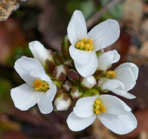 Noccaea fendleri ssp. californica