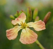 Raphanus raphanistrum