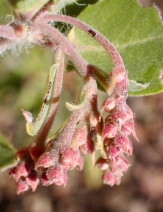 Arctostaphylos Xcampbelliae