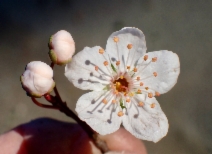 Prunus cerasifera