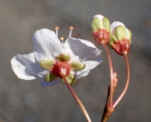 Prunus cerasifera