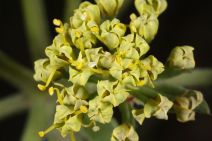 Lomatium macrocarpum