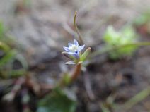Downingia pusilla