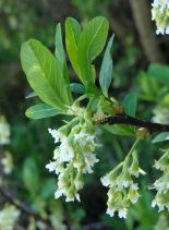 Oemleria cerasiformis