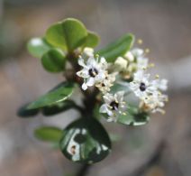 Ceanothus verrucosus